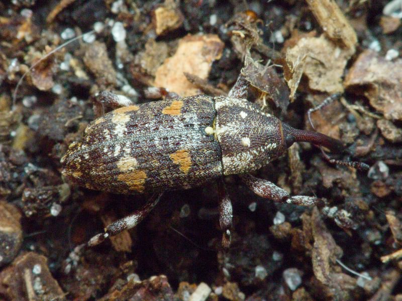 Pissodes castaneus (De Geer, 1775)